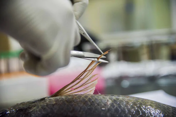 Hastalık diseksiyonu için Tilapia diseksiyonu. 