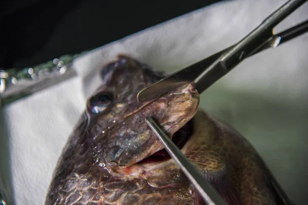 Hastalık diseksiyonu için Tilapia diseksiyonu. 