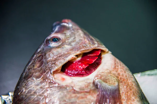 Hastalık diseksiyonu için Tilapia diseksiyonu. 