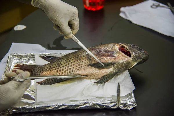 Hastalık diseksiyonu için Tilapia diseksiyonu. 