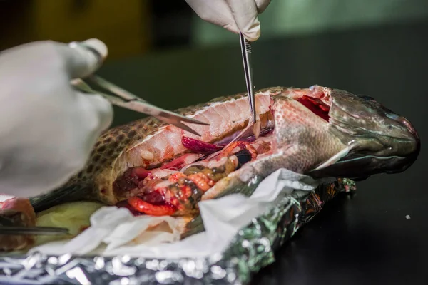 Hastalık diseksiyonu için Tilapia diseksiyonu. 