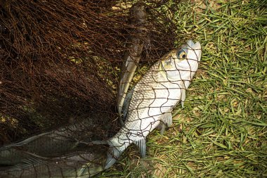 Kedi balığı dökme ağdan çekilir.