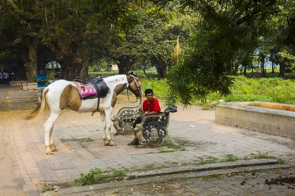 Atlar Kolkata, Hindistan 'da dinleniyor.