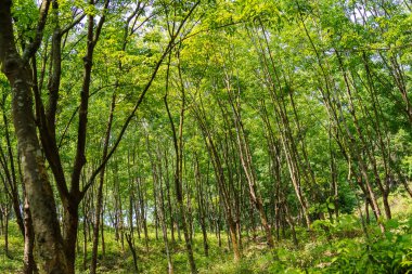 Cox 's Bazar, Bangladeş' teki kauçuk bahçenin güzel manzarası