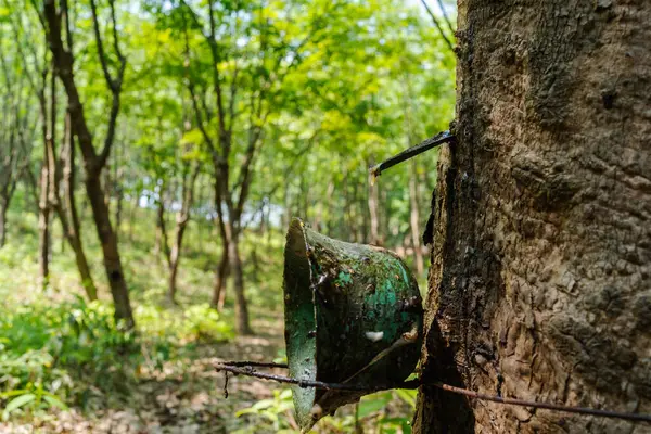 Cox 's Bazar, Bangladeş' teki kauçuk bahçenin güzel manzarası