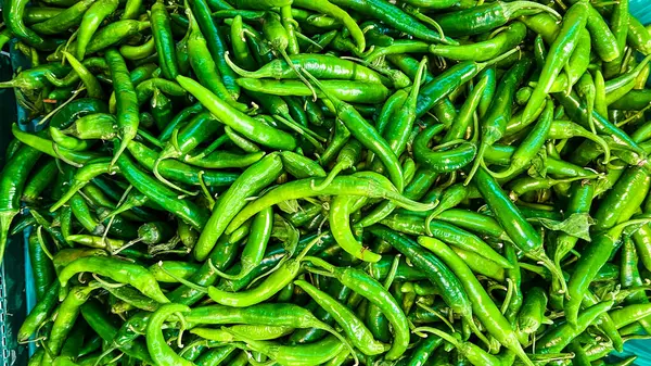 Green chili pepper with clipping path and full depth of field.