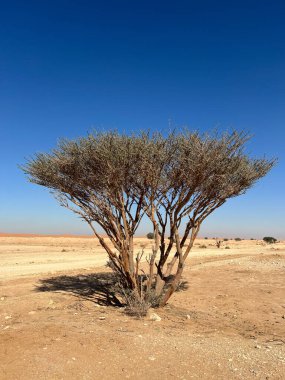 Doğal manzaranın güzel manzarası