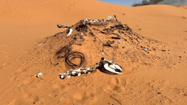 Deve iskeleti kaldı. Devenin kemikleri.