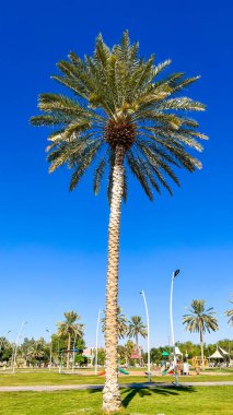 Palmiye ağacının altındaki yaprakların arasından gökyüzü manzarası gibi. 