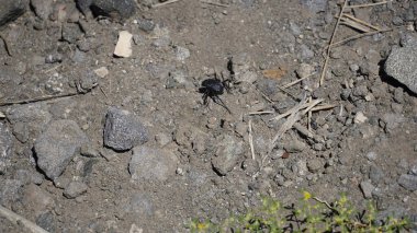Dor Beetle (Geotrupes stercorarius) genellikle orman zemininde bulunur.