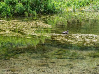 Yaban ördeği gölde yüzüyor