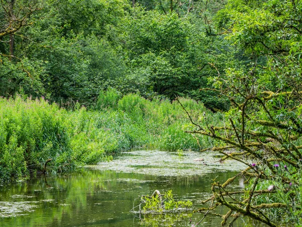 stock image a river surrounded by green trees