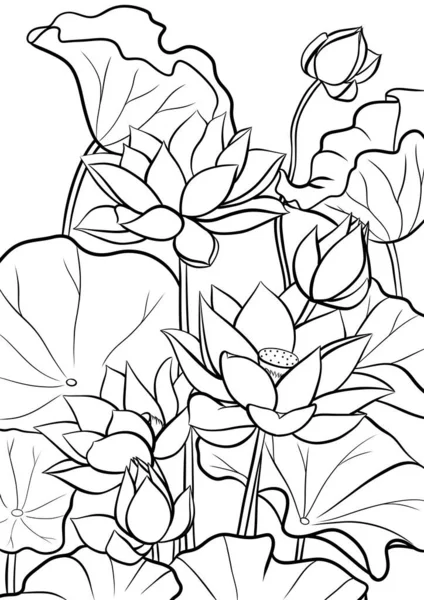 Lotus Çiçekleri Boyama Kitabı Sayfası Için Siyah Beyaz Illüstrasyon — Stok fotoğraf
