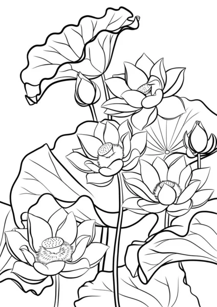 Lotusblommor Svart Och Vit Illustration För Målarbok Sida — Stockfoto