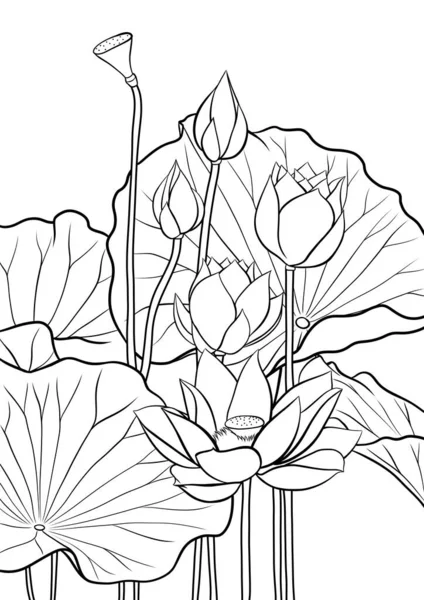 Lótuszvirág Fekete Fehér Illusztráció Színező Könyv Oldal — Stock Fotó