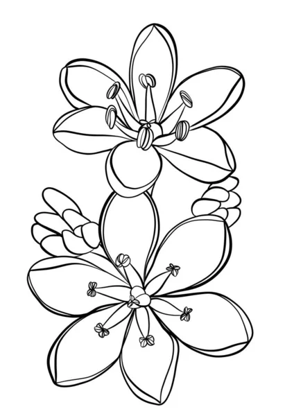 Ilustracja Zarysu Kwiatu Wiśni — Zdjęcie stockowe