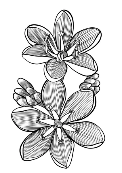 Buquê Flores Preto Branco Ilustração Linha Desenhada Mão — Fotografia de Stock