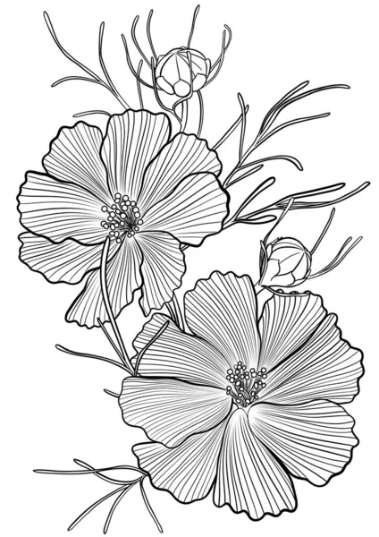 Flor Kosmeya Desenhada Mão Ilustração Linha Preto Branco — Fotografia de Stock