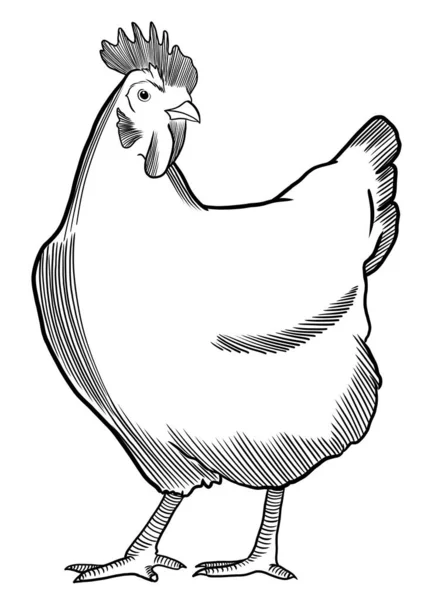 Csirke Gravírozás Stílusában Elszigetelt — Stock Fotó