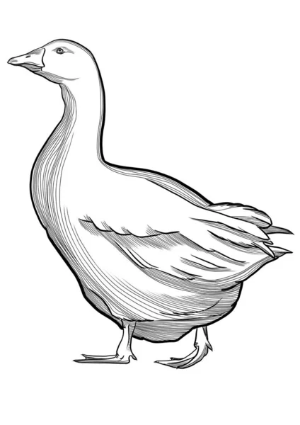 画一只鸭子 雕刻风格的图解 孤立的 — 图库照片