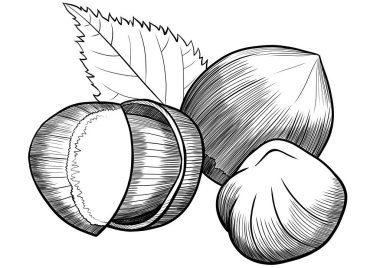 Fındık oyma çizimi, izole edilmiş.