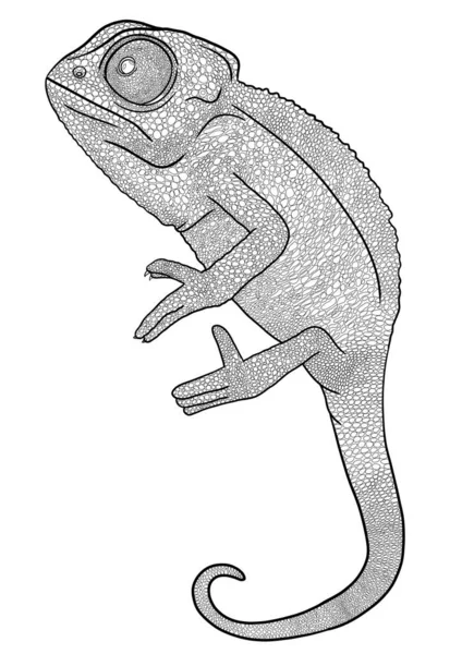 Kameleon Zarys Ilustracji Izolowane — Zdjęcie stockowe