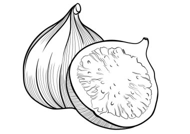 İncir oyma çizimi izole edildi 