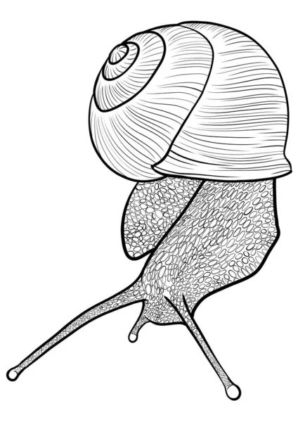 カタツムリのアウトラインイラスト — ストック写真
