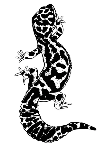 Léopard Lézard Gecko Isolé Illustration Noir Blanc — Photo