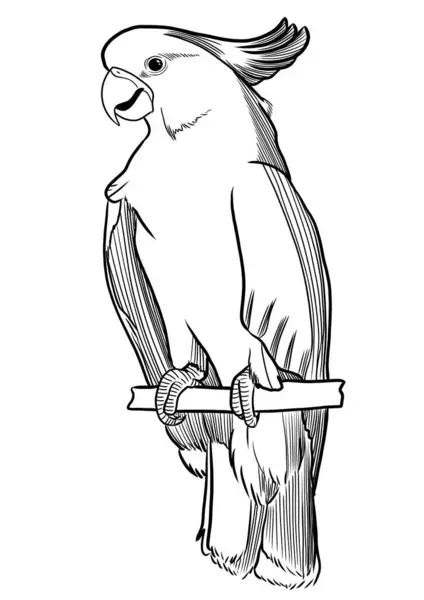 Cockatoo Parrot Engraving Style Outline Illustration Isolated — Zdjęcie stockowe