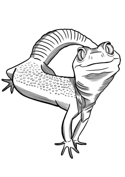 Illustration Contour Léopard Gecko Sur Fond Transparent — Photo