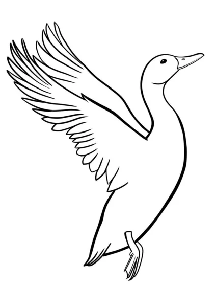 Flying Duck Outline Illustration — 图库照片