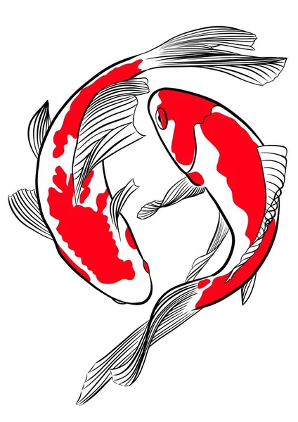 Koi Fish Pair Japanese Carps Isolated White Background — Stock Photo, Image