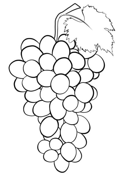 Bunch Grapes Outline Illustration Isolated — Stock Photo, Image