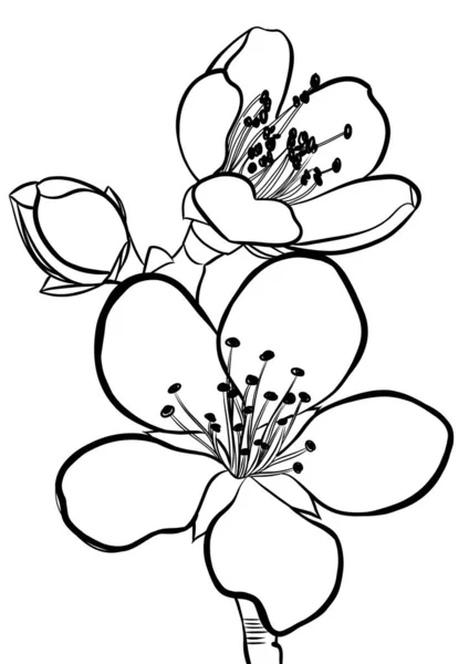 Cherry Blossom Branch Outline Drawing Isilated — Stock Photo, Image