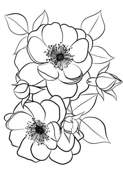 Vadrózsa Virágok Vázlat Illusztráció — Stock Fotó