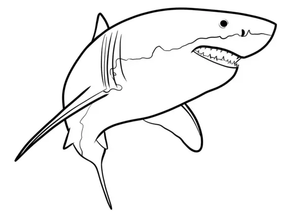 Köpekbalığı Çizimi Izole Edildi — Stok fotoğraf