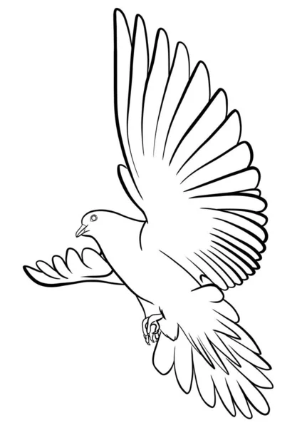 Pigeon flying in the air. Line illustration. Coloring page