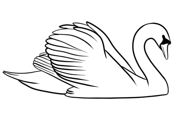 Cisne Ilustración Blanco Negro Cisne — Foto de Stock