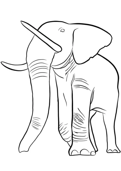 Elefant Umrissillustration Für Malbuch — Stockfoto