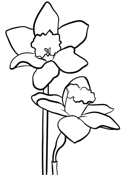 Narciso Flores Esboço Ilustração Isolado — Fotografia de Stock