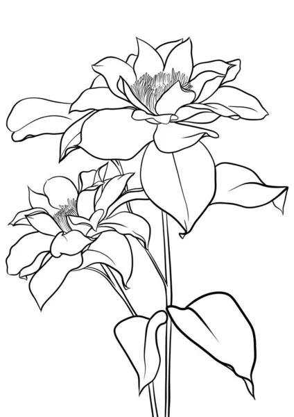 Clematis Λουλούδι Άνθιση Μαύρο Και Άσπρο Εικονογράφηση Εικόνα Γραμμής Για — Φωτογραφία Αρχείου
