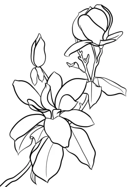 Magnólia Virág Vázlat Illusztráció — Stock Fotó