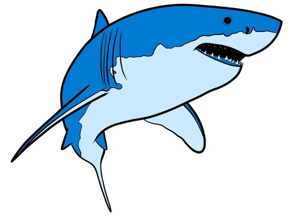 Great white shark. Shark cartoon illustration on white background