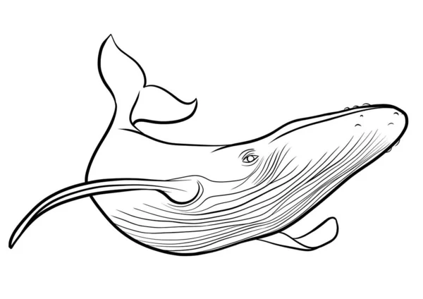 Whale Line Draw Outline Illustration Coloring Page — Stock Photo, Image
