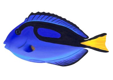 Mavi Tang Balığı suluboya resimleme izole edildi