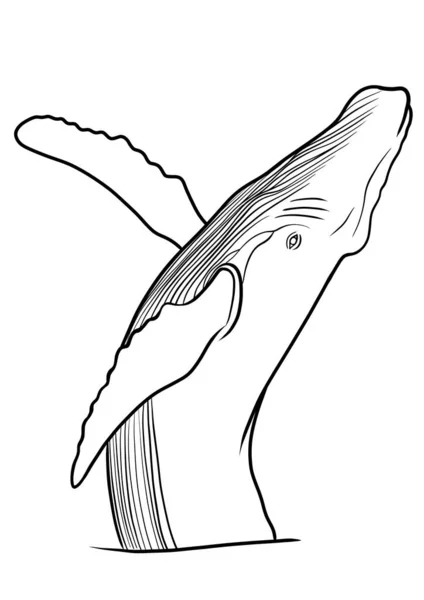 Φάλαινα Απεικόνιση Περίγραμμα Χειροποίητο Σκίτσο — Φωτογραφία Αρχείου