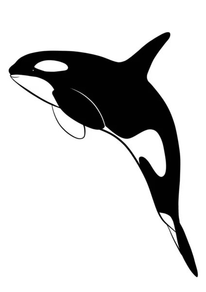 Orca Killer Whale Illustration — Stock Photo, Image