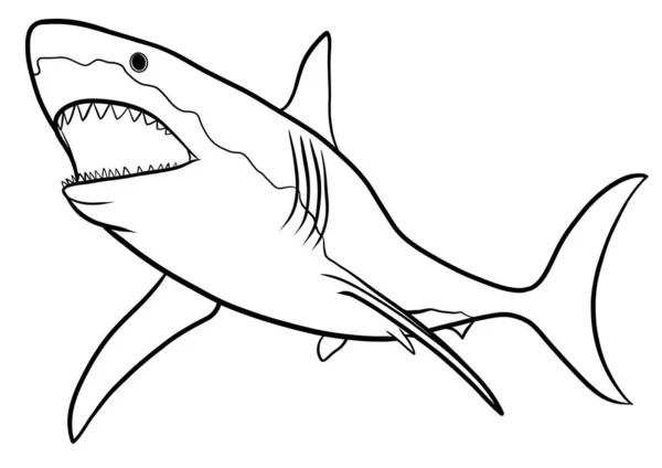 Žralok Ouline Ilustrace Průhledném Pozadí — Stock fotografie