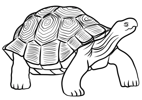 Черепаха Білому Тлі Вільна Лінія Креслення — стокове фото